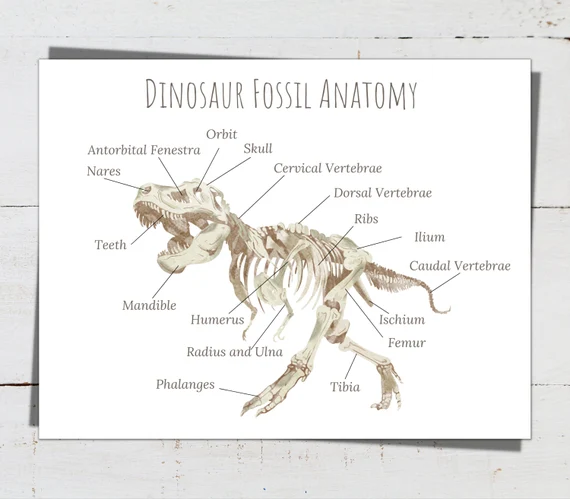 Dinosaur Details