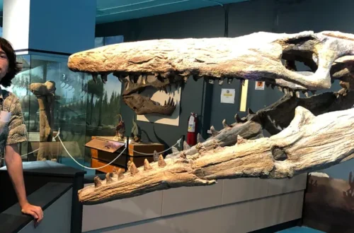 fossil research science
